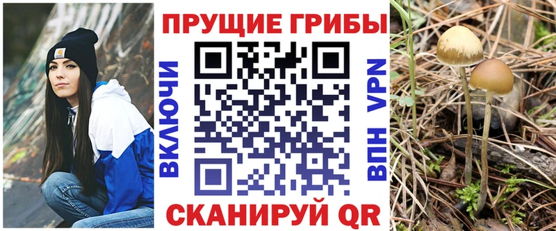 Купить где Гулькевичи Галлюциногенные грибы Psilocybine cubensis